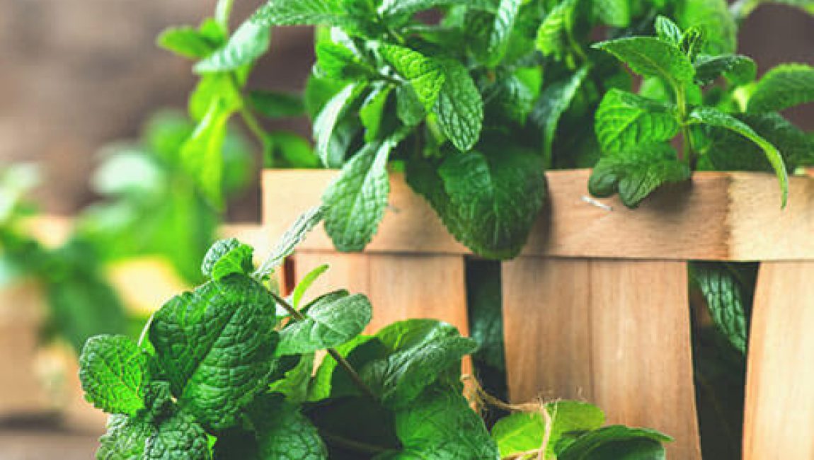 Descubra o poder hortelã! Vai fazer milagres pelo organismo.